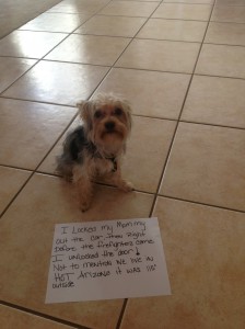 I Locked My Mommy Out Of The Car - Dogshaming