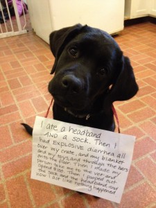 Lab Puppies Eat Everything - Dogshaming