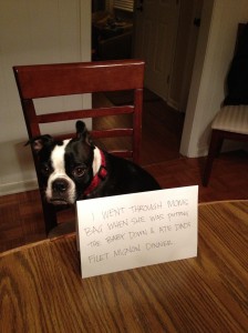 I Went Through Moms Bag When She Was Putting The - Dogshaming