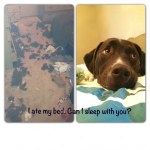 my dog ate bed stuffing