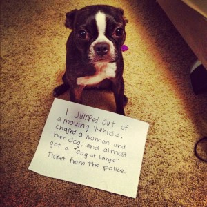 Naughty Nelson - Dogshaming