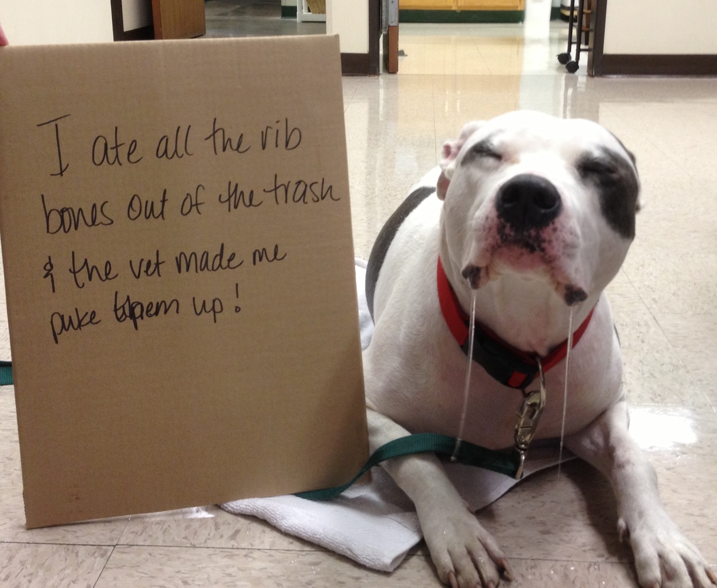 The Vet Made Me Puke Dogshaming