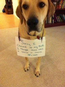 Clint's Apology - Dogshaming