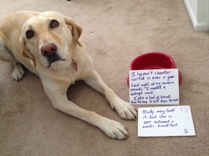 No Bread is Safe... - Dogshaming