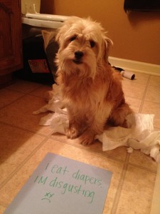 Diaper Eater - Dogshaming