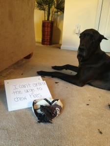 Major Pain - Dogshaming