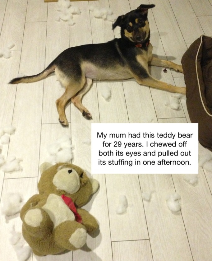 dog ate toy stuffing