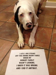 Well Fed - Dogshaming