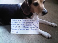 The Shaming of Millhouse - Dogshaming