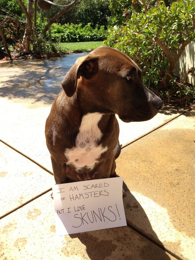 Bad Judge Of Character Dogshaming