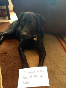 I poop in protest - Dogshaming