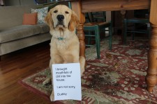 Dudley Don't Right - Dogshaming