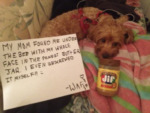 Dog named after breakfast food likes breakfast foods! - Dogshaming