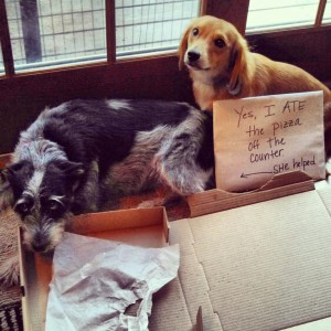 Let's play a game: which one shows no remorse? - Dogshaming