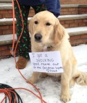 Bright Lights, Dim Dog - Dogshaming