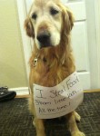 I steal food from kids - Dogshaming