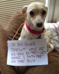 Dog Shaming