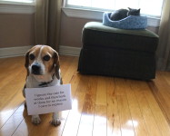 Bea-glad that I let you live here. - Dogshaming