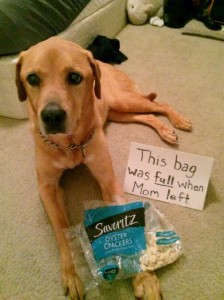 What's Cracker-lacking? - Dogshaming