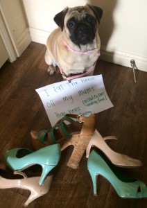 Dog Shaming