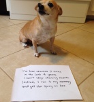 Dog Shaming