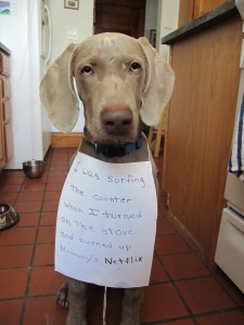 Ummm....what's your return policy? - Dogshaming
