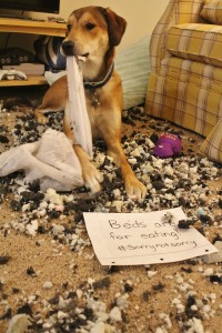 Dog Shaming