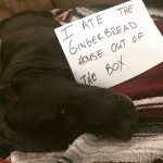 Gingerbread house - Dogshaming