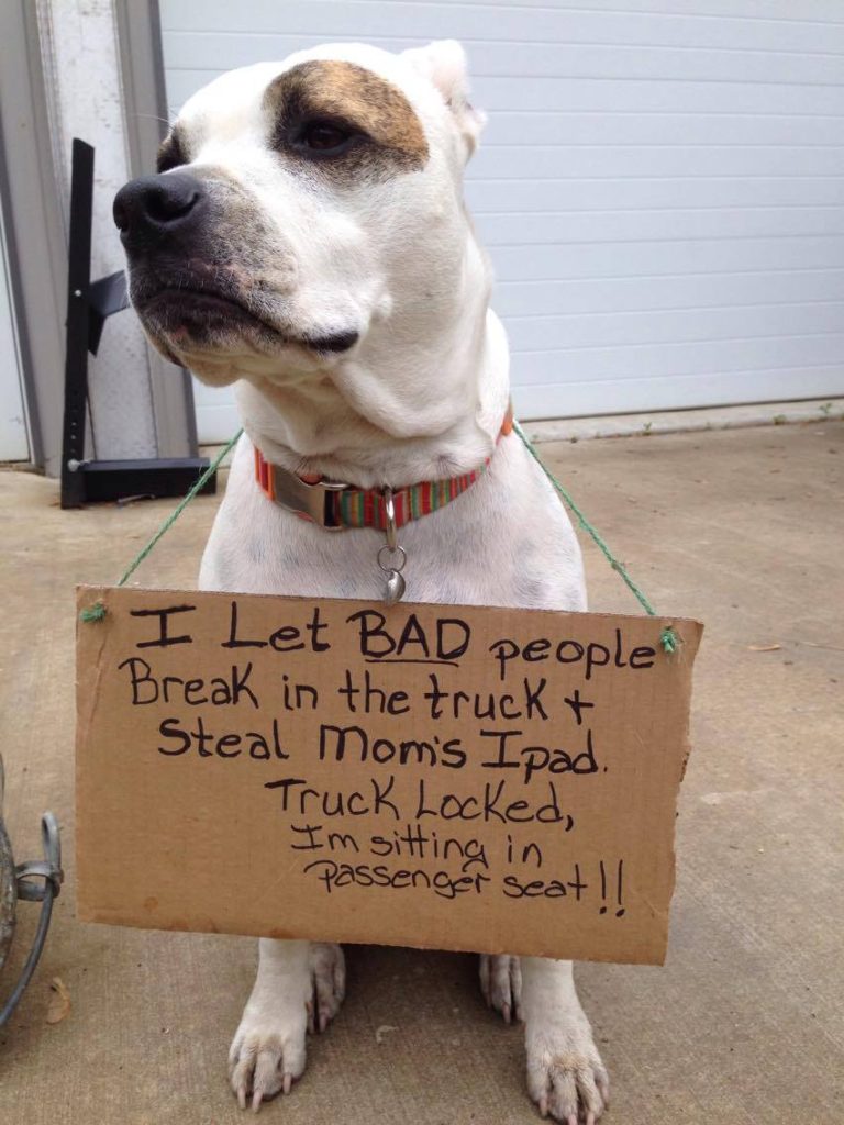 Typical Pit Bull Behaviour - Dogshaming