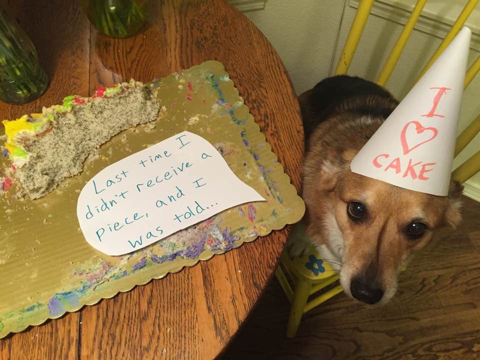 my dog ate cake