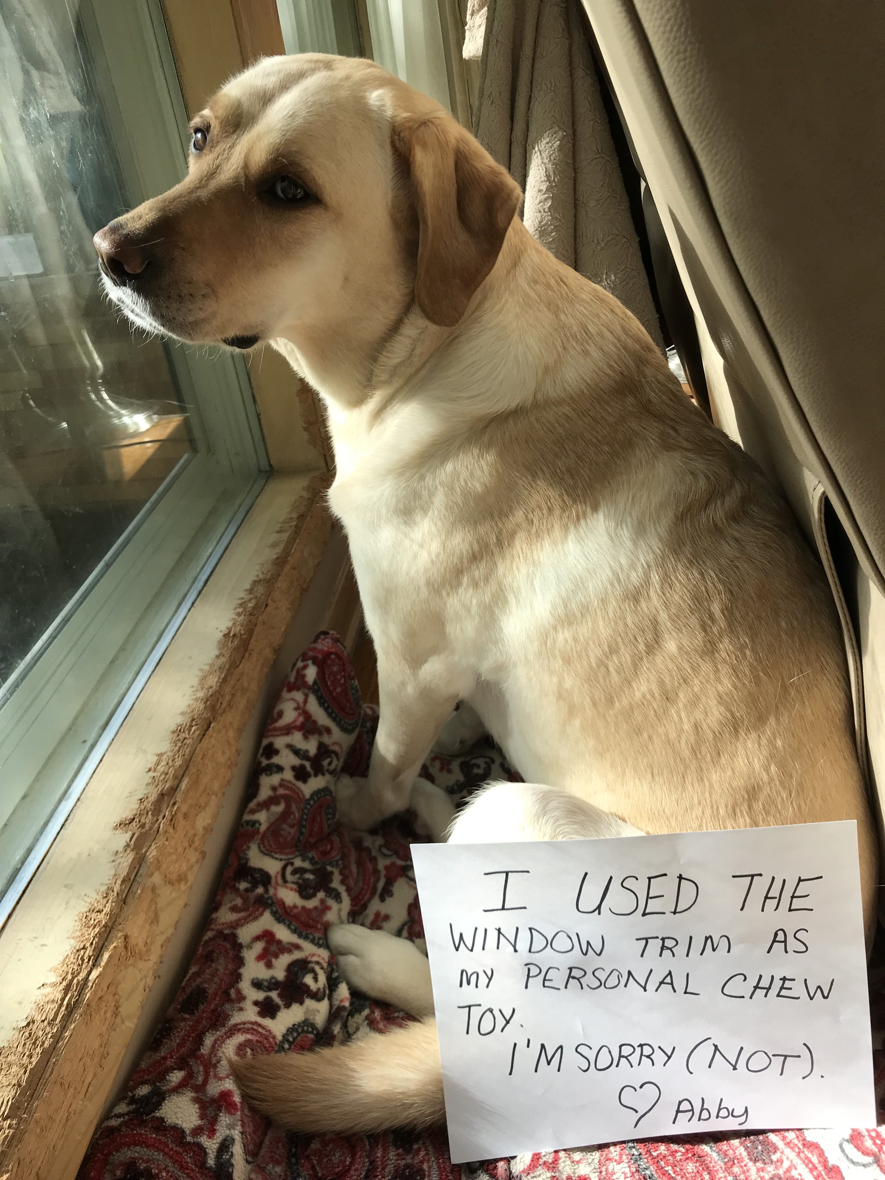 Собаке стыдно фото